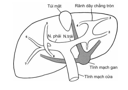 sieu am mach mau gan hinh 01n