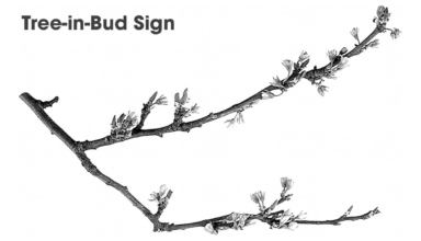 Dau hieu choi cay (Tree-in-Bud)