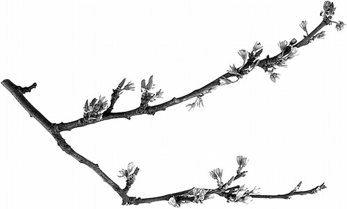 Dau hieu choi cay (Tree-in-Bud) Hinh 1