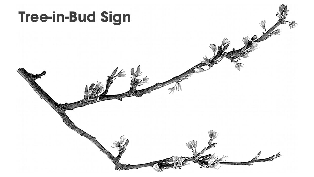 Dau hieu choi cay (Tree-in-Bud)