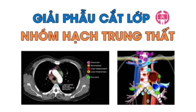 Atlas giai phau cat lop phan nhom hach trung that