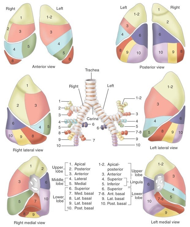 giai phau phan thuy phoi - Bronchopulmonary Segments