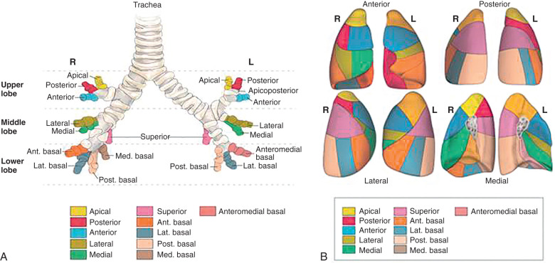 giai phau phan thuy phoi - radiologykey