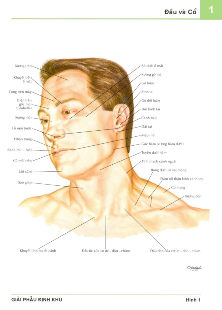 Atlas giải phẫu người Netter - Đầu và cổ | Hình ảnh Y khoa | Chẩn đoán ...