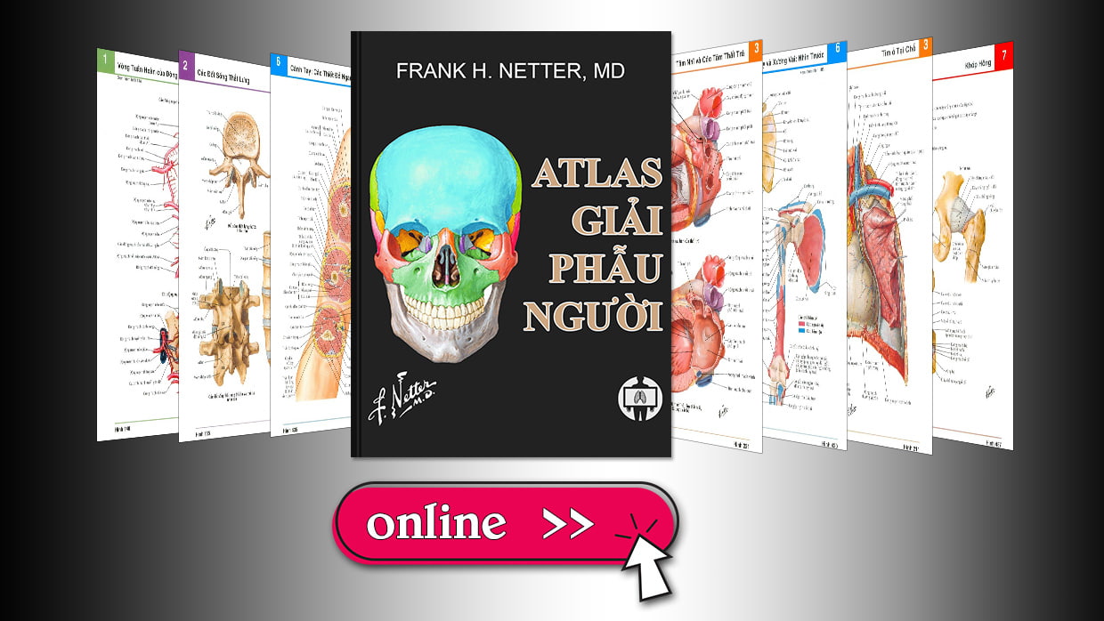 Atlas giải phẫu người Netter - Đầu và cổ | Hình ảnh Y khoa | Chẩn đoán ...