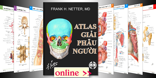Atlas giải phẫu người Netter (online)